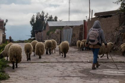 Discover the dramatic landscapes of the Colca Canyon, Peru, observing Andean condors in flight, hiking, nature