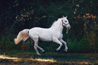 How to choose the right horse for riding: based on your experience, skills and goals